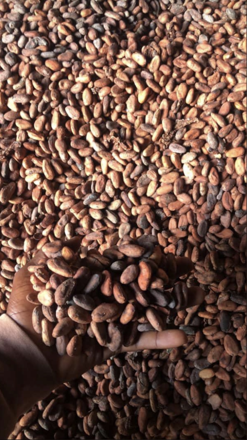 Nuvetra Global Cocoa