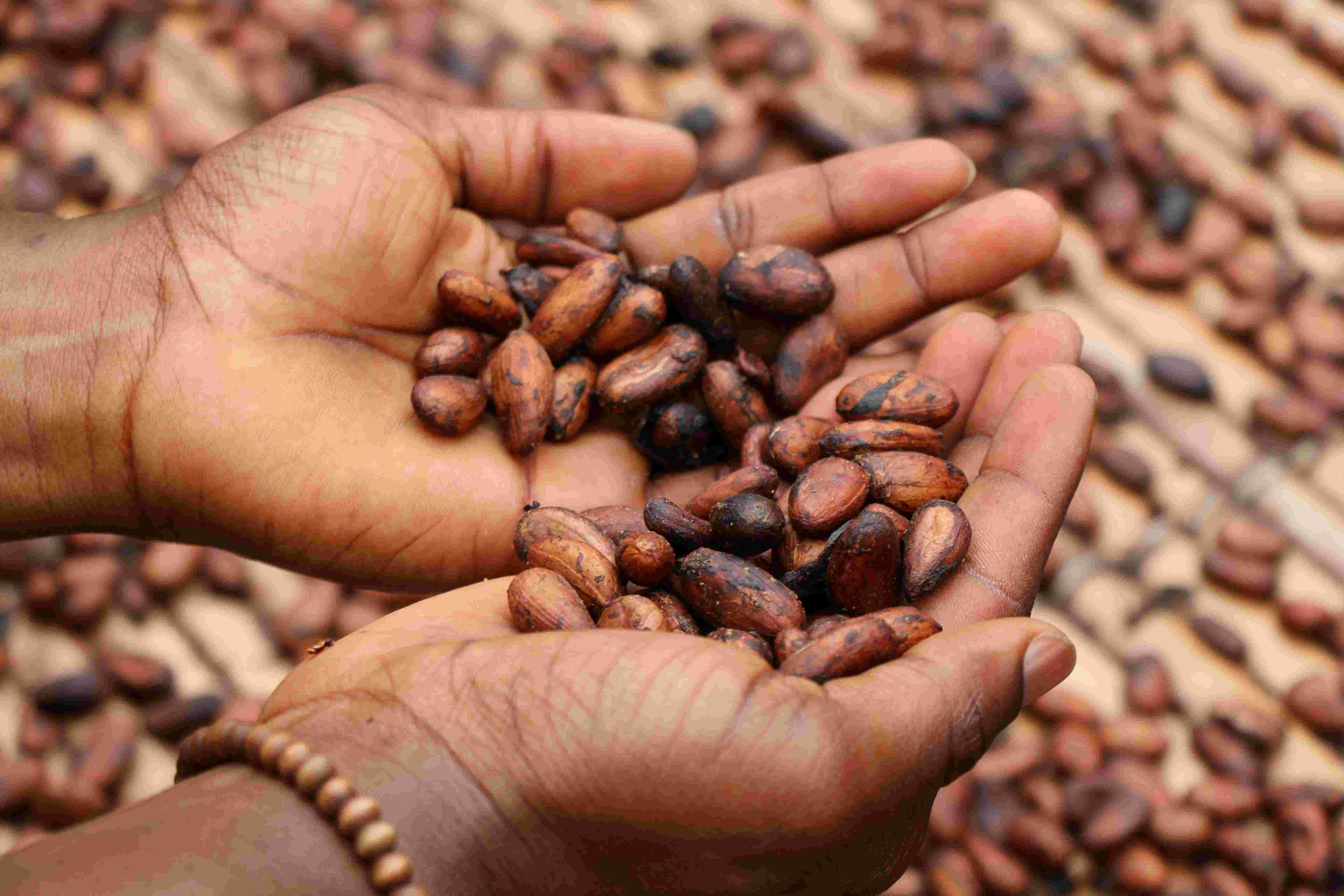 Nuvetra Global Cocoa